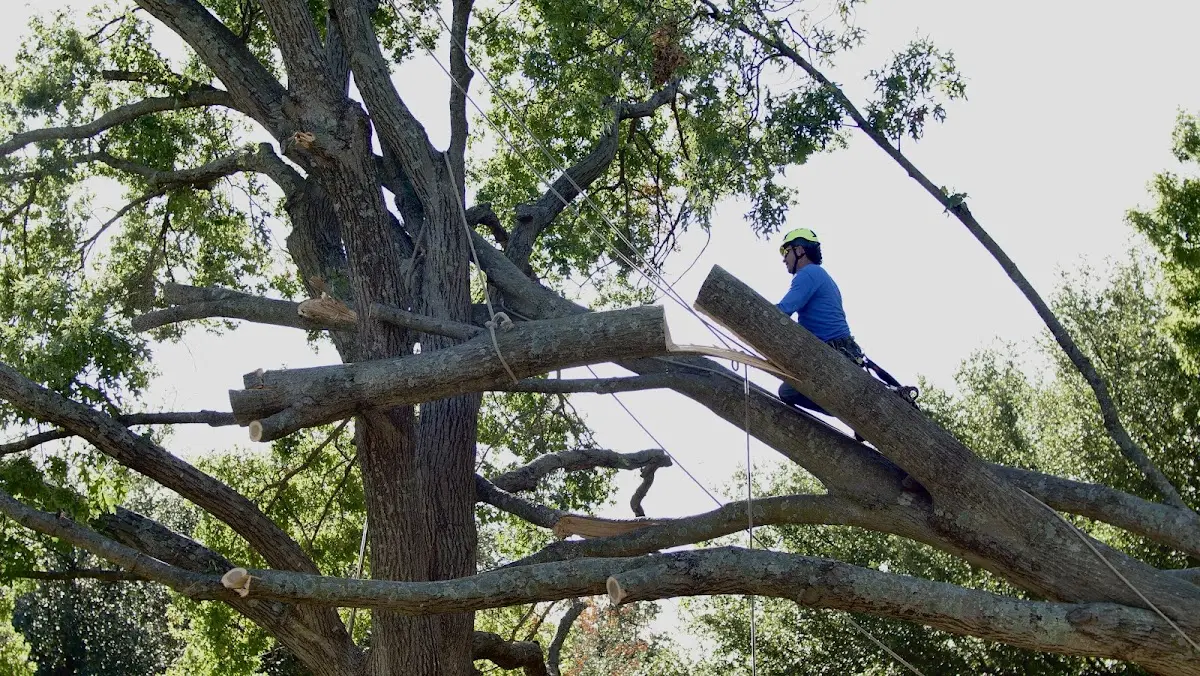 Professional Hazardous Tree Removal performed by certified arborists in Plymouth